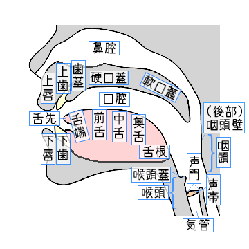 口の構造